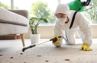 Pest Control Services in NCR